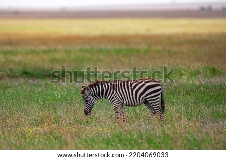 Zebra in the Serengeti National Park, Tanzania