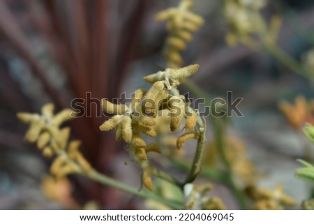 Kangaroo Paw flower buds - Latin name - Anigozanthos hybrids