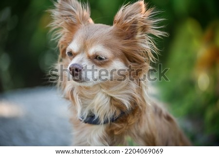 
funny chihuahua gulet on the street