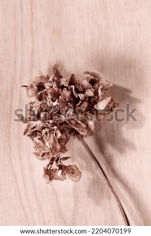Dried flower on wooden table  , memories and romantic activity