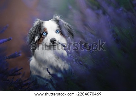 miniature American shepherd in lavender 
