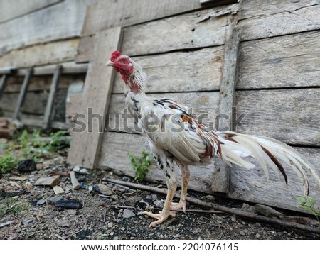 chicken. The rooster crows white mixed with red