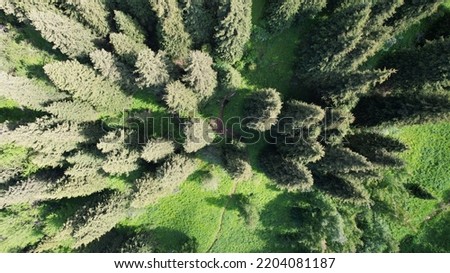 Top view of coniferous trees and fields. A path through the forest is visible. Mountainous terrain. High green hills of the Trans-Ili Alatau. Mountains of Kazakhstan. Gondola road