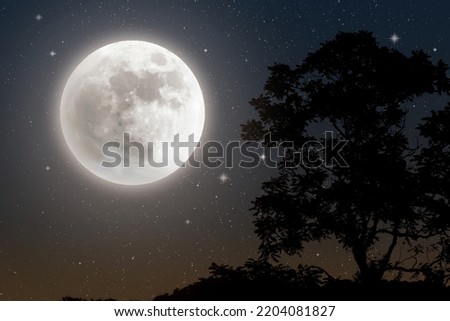 Night background with big full moon. Tree silhouette in the moonlight and starry sky