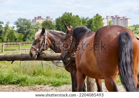 Bay horses in bridle on meadow. Beautiful horses ready to ride Royalty-Free Stock Photo #2204085493