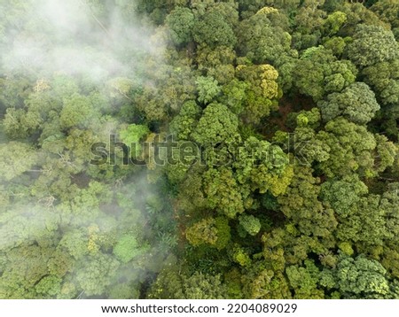 Tropical forests can absorb large amounts of carbon dioxide from the atmosphere. Royalty-Free Stock Photo #2204089029