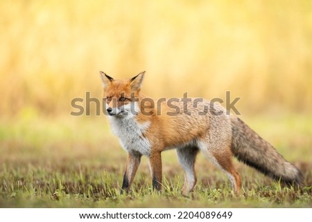 Fox (Vulpes vulpes) in autumn scenery, Poland Europe, animal walking among autumn meadow in amazing warm light orange background