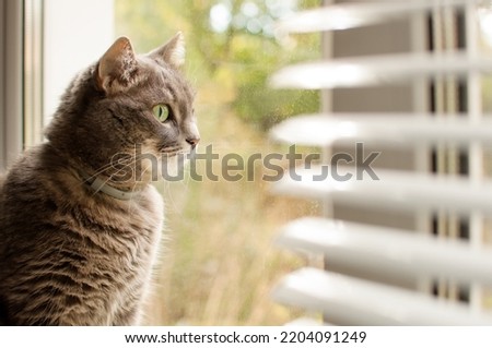 a gray cat sits at the window and looks out at the street on a blurry background of blinds Royalty-Free Stock Photo #2204091249