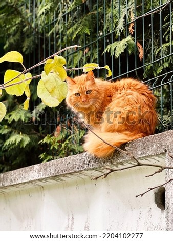 Red, fluffy cat with green eyes sits on fence against backdrop of green plants. Portrait of cat outdoors. One animal. Mobilephoto.