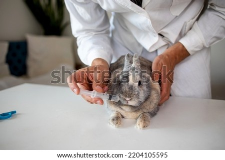 vet and bunny examination of a animal at a vet clinic