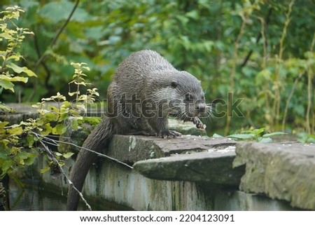 a close up of an eurasian otter (lutra lutra) eating fish 