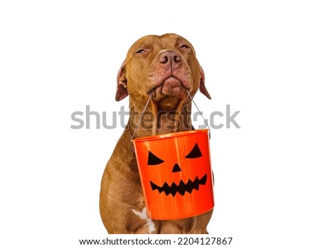 Happy Halloween. Lovable, pretty brown puppy. Close-up, indoors. Studio shot. Congratulations for family, relatives, loved ones, friends and colleagues. Pet care concept