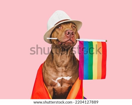 Lovable, pretty dog and Rainbow Flag. Close-up, indoors. Studio photo. Congratulations for family, loved ones, relatives, friends and colleagues. Pets care concept