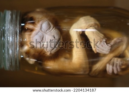 monkey on strong water in a bottle on display in museum