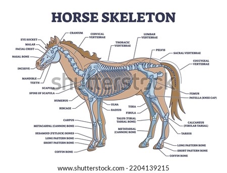 Horse skeleton with animal skeletal system and bone anatomy outline diagram. Labeled educational scheme with biological detailed explanation vector illustration. Stallion zoology with internal parts.