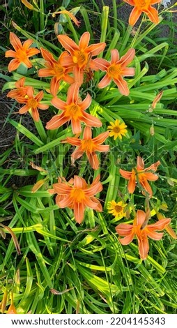 yellow and orange Daylily "Pink Damask" blooms in the flower bed in summer. Country garden design with unpretentious plants and flowers. Simple ideas for flower bed decor. 
bright orange flowers