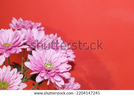 Pink small chrysanthemums with a round yellow-green center on a red background in the lower left corner of the photo, close-up, side view. Blossoming flowers. Autumn period. Gift. Sign of attention.