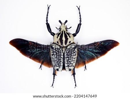 Beetle isolated on white. Goliathus orientalis black wings close up macro, collection insects, cetoniidae, coleoptera. Royalty-Free Stock Photo #2204147649