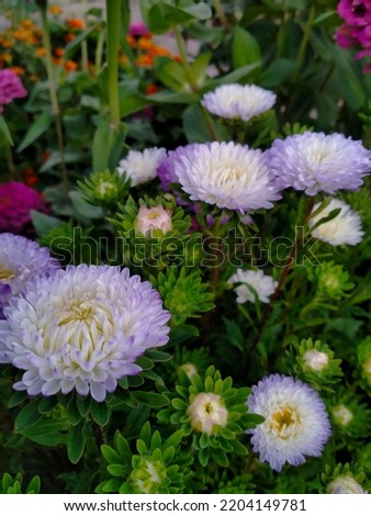 lilac chrysanthemums with white centers in a flower bed against the background of other flowers
