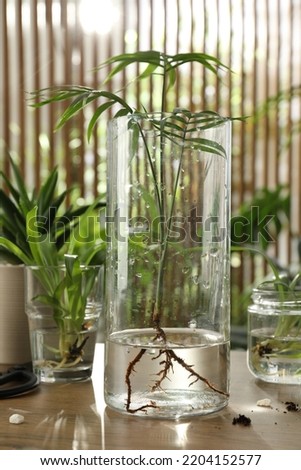 Exotic house plant in water on wooden table