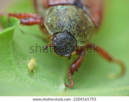 Green and red garden chafer beetle, close up macro photography uk