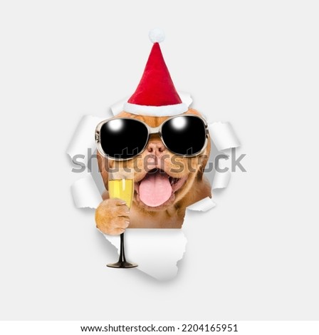 Happy puppy wearing sunglasses and red santa hat holding glass of champagne and looking through the hole in white paper 