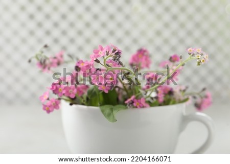 Beautiful pink forget-me-not flowers with cup on blurred background, closeup