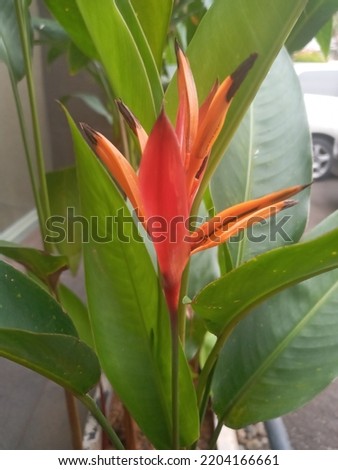 Heliconia hirsuta is a species of flowering plant in the Heliconiaceae family.