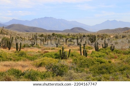 Mexican cactus field in the desert, part of a large nature reserve area in the town of Todos Santos, in Baja California Sur, La Paz, Mexico. Colorful Mexican desert landscape. Royalty-Free Stock Photo #2204167747