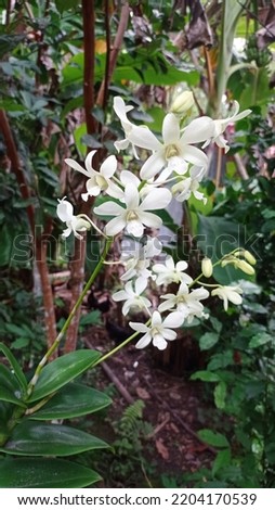 pictures of white orchids, this image can be used as material for cellphone wallpapers, laptops and others