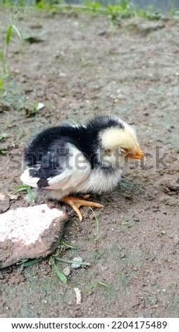 pictures of chicks being sick, this picture can be used for photos of research materials on animals