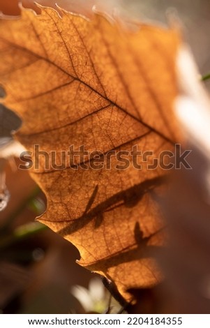 dried orange chestnut leaf on the ground