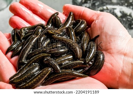 Many leeches in hand on laboratory. Medical leeches for hirudo therapy Royalty-Free Stock Photo #2204191189