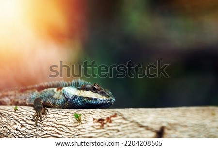 chameleon on tree on blur background,closed up with sun