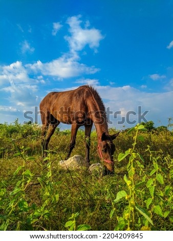 a brown horse stallion eating grass in the savanna