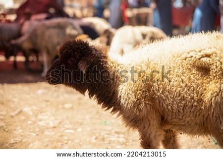 Sale of sheep for the feast of the lamb where a passage from the Bible and also from the Koran is commemorated, where sheep and lamb are sacrificed for the religious feast. Concept religious sacrifice Royalty-Free Stock Photo #2204213015