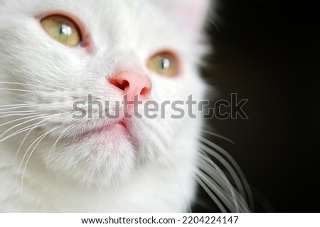 muzzle of a white cat close-up on a black background. Royalty-Free Stock Photo #2204224147