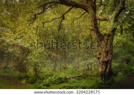 Majestic old tree covered in moss and illuminated by sunlight in moody, deep dark forest, Glendalough, Wicklow, Ireland Royalty-Free Stock Photo #2204228575