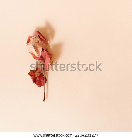 Autumn composition made of autumn branch with copy space on beige background. Creative fall idea decorated with natural leaves. Minimal idea for autumn season. Flat lay fall concept.