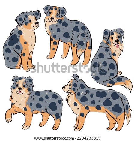 Set of cute Australian Shepherd dogs isolated on white background. Vector graphics.