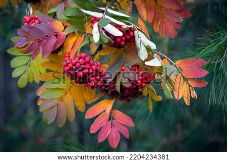 Ripe rowan berries and colorful rowan leaves in autumn. Medicinal plant. Beauty of nature. Autumn background. Royalty-Free Stock Photo #2204234381