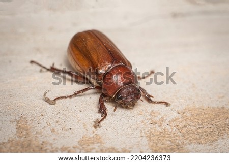 Phyllophaga beetle close up macro premium photo