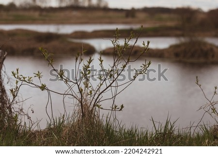 willow bush in spring near pond