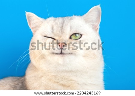Funny portrait of a funny white fluffy purebred winking cat on a blue background Royalty-Free Stock Photo #2204243169