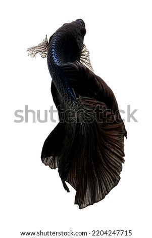 Black betta fish, siamese fighting fish, isolated on white background.