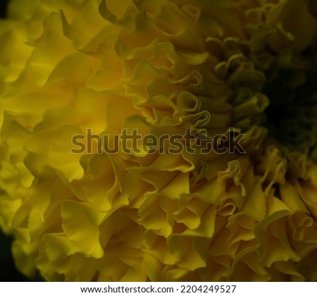 India, 17 September, 2022 : Yellow marigold flower petals texture abstract background. Yellow flower macro. Beautiful nature. Beautiful background.