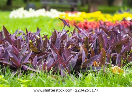 A large bush of Tradescantia pallida grows on a flowerbed outdoors near the fence. Decorative climbing plant with purple leaves and stems on a brick wall background
