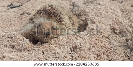 Picture of a dead hedgehog due to dehydration