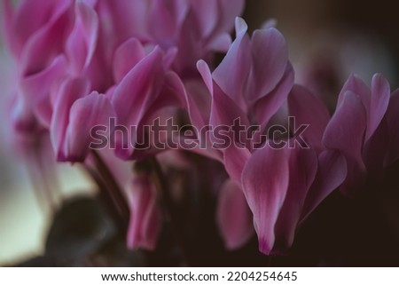 Close-up of vivid red Cyclamen flowers