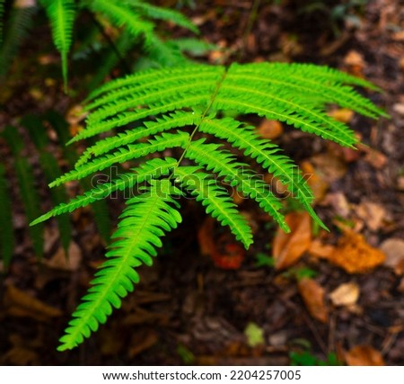 Pteridophyta Ferns (taxon Filicopsida, Pterophyta, Filicinae or Polypodiophyta) are seedless vascular plants (pteridophytes), whose most outstanding morphological characteristics are their large leave Royalty-Free Stock Photo #2204257005